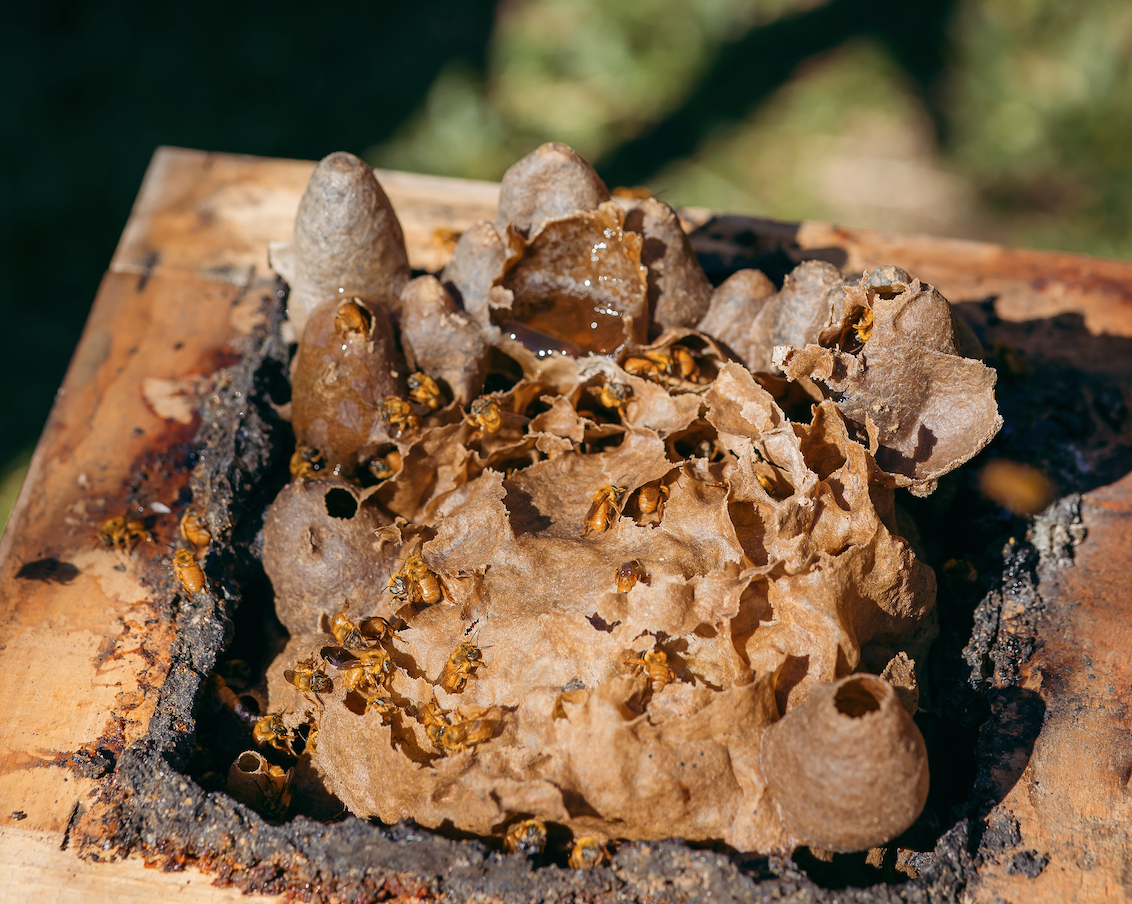 Mes de abelha Mes de abelha